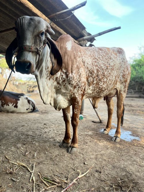 ગાય વેચવાની છે