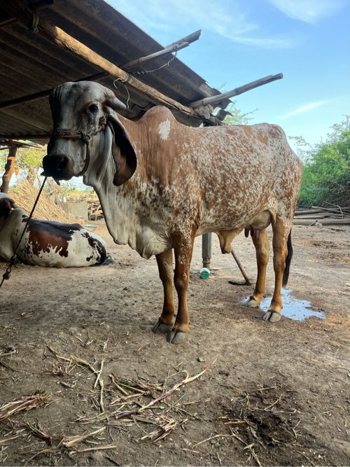 ગાય વેચવાની છે