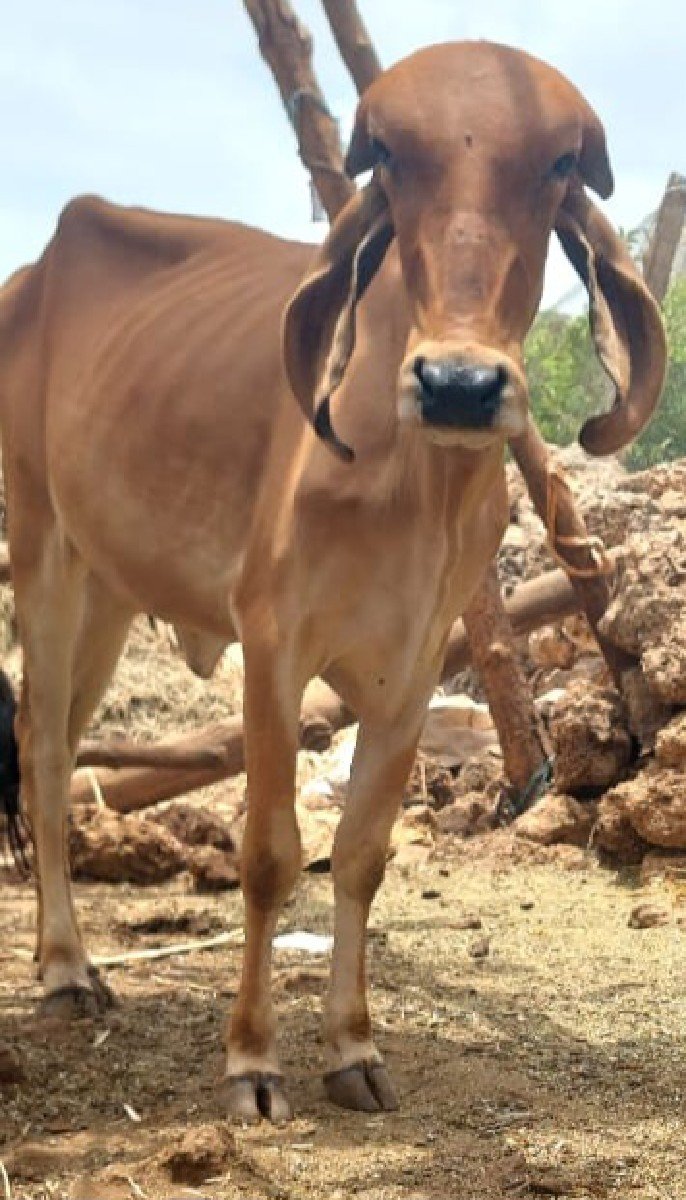 ગીર વાછડી વેચવાની છે