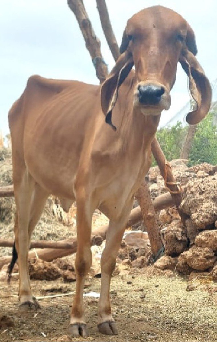 ગીર વાછડી વેચવાની છે