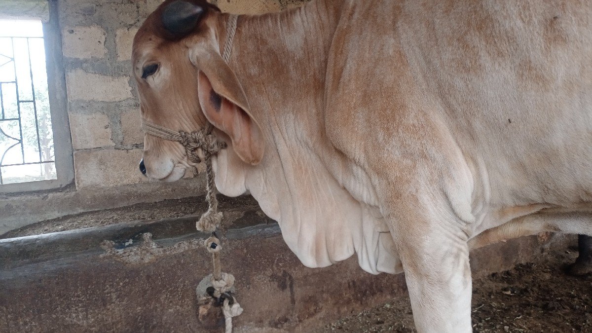 ગાય વેચવાની છે