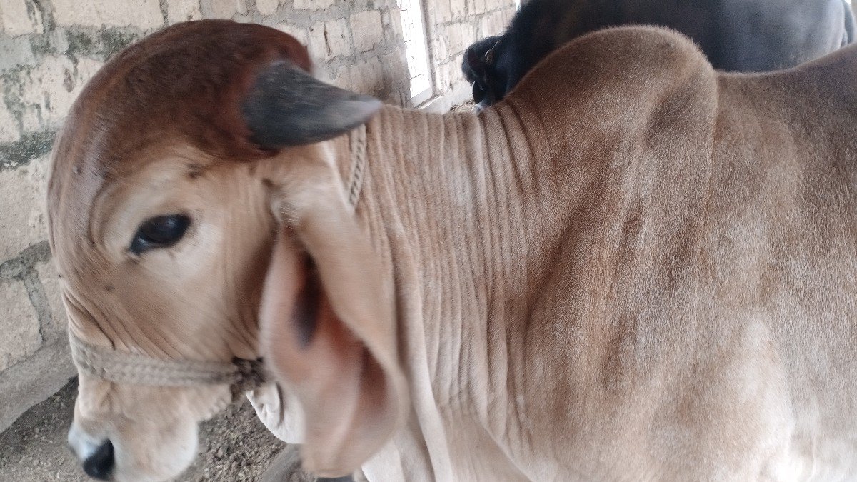 ગાય વેચવાની છે