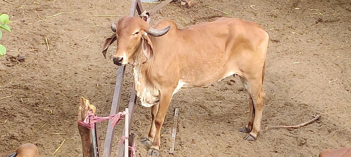 બને વોડકી વેચવાની છે