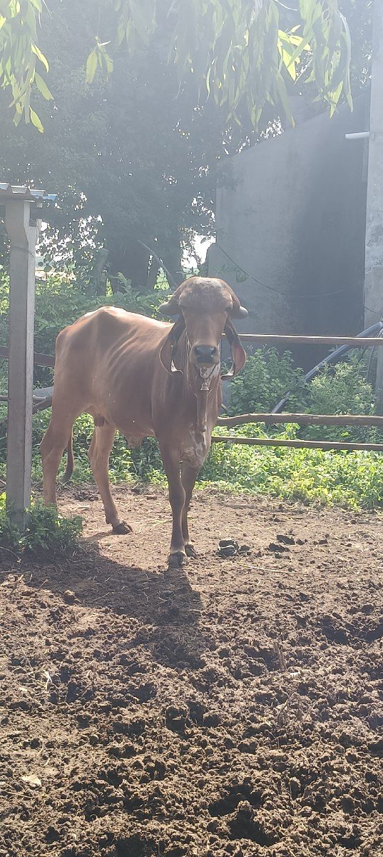 બને વોડકી વેચવાની છે