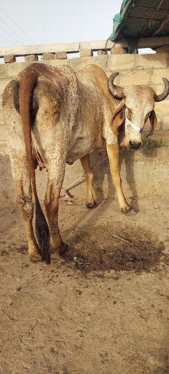 હોળકી વેચવાની છે