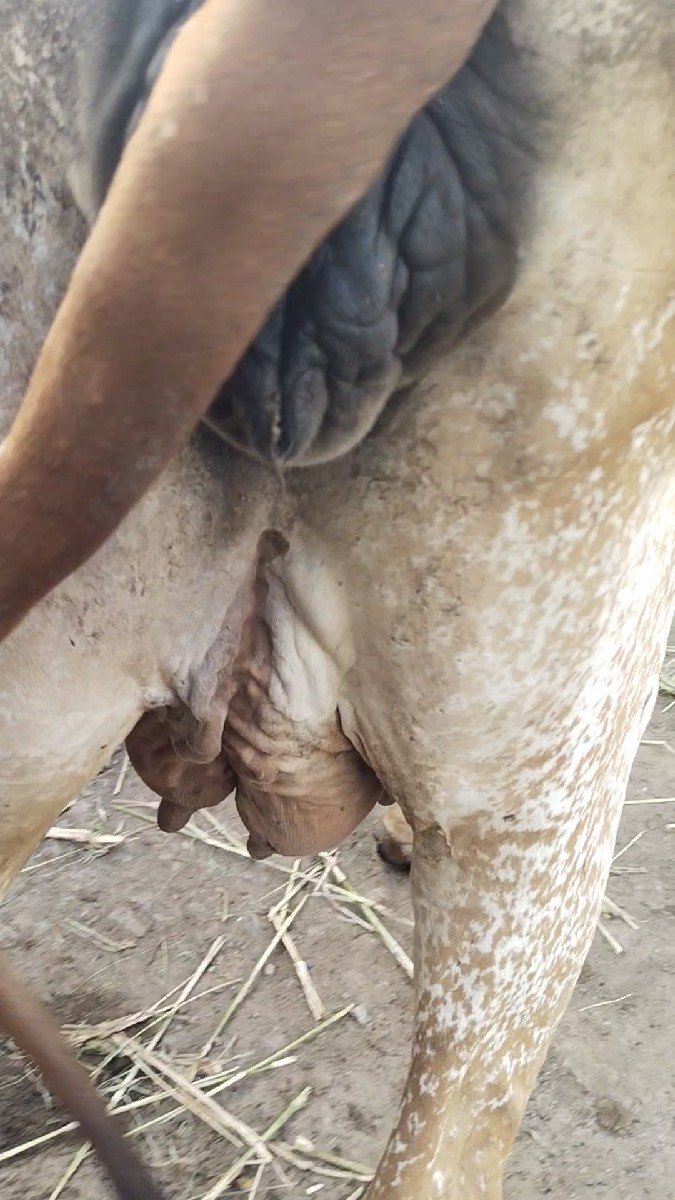 હોળકી વેચવાની છે