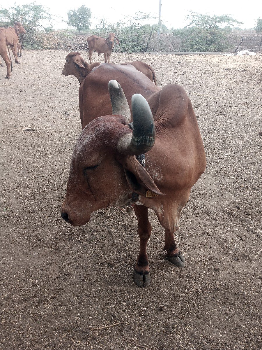 વેચવામાં