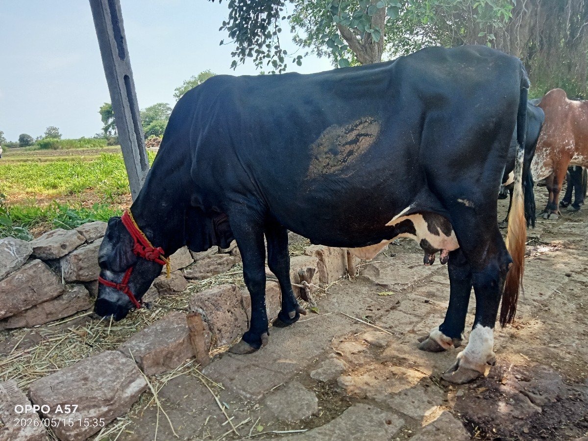 જર્સી ગાય વેચવાની છે