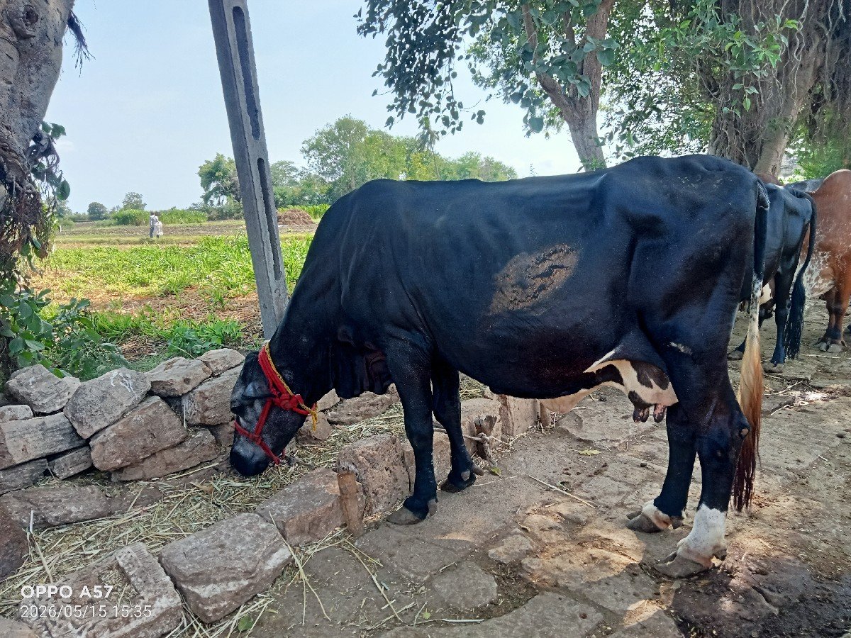 જર્સી ગાય વેચવાની છે
