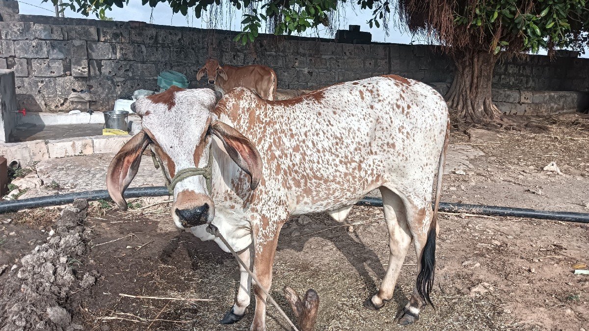 હોળકી વેચવાની છે