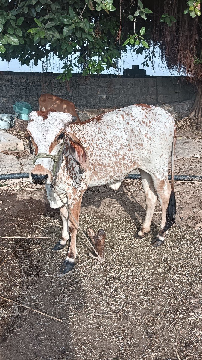 હોળકી વેચવાની છે
