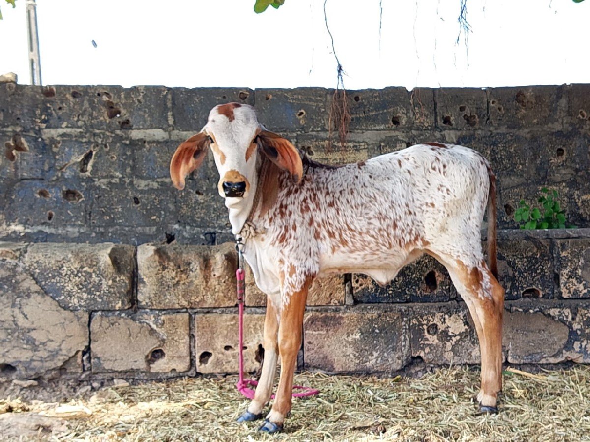 હોળકી વેચવાની છે