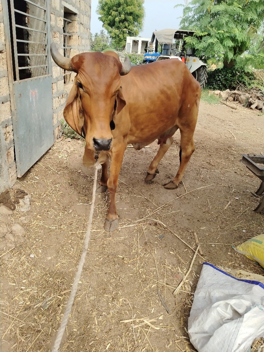 ઓરીજનલ ગીર ગાય વેસવાની છે