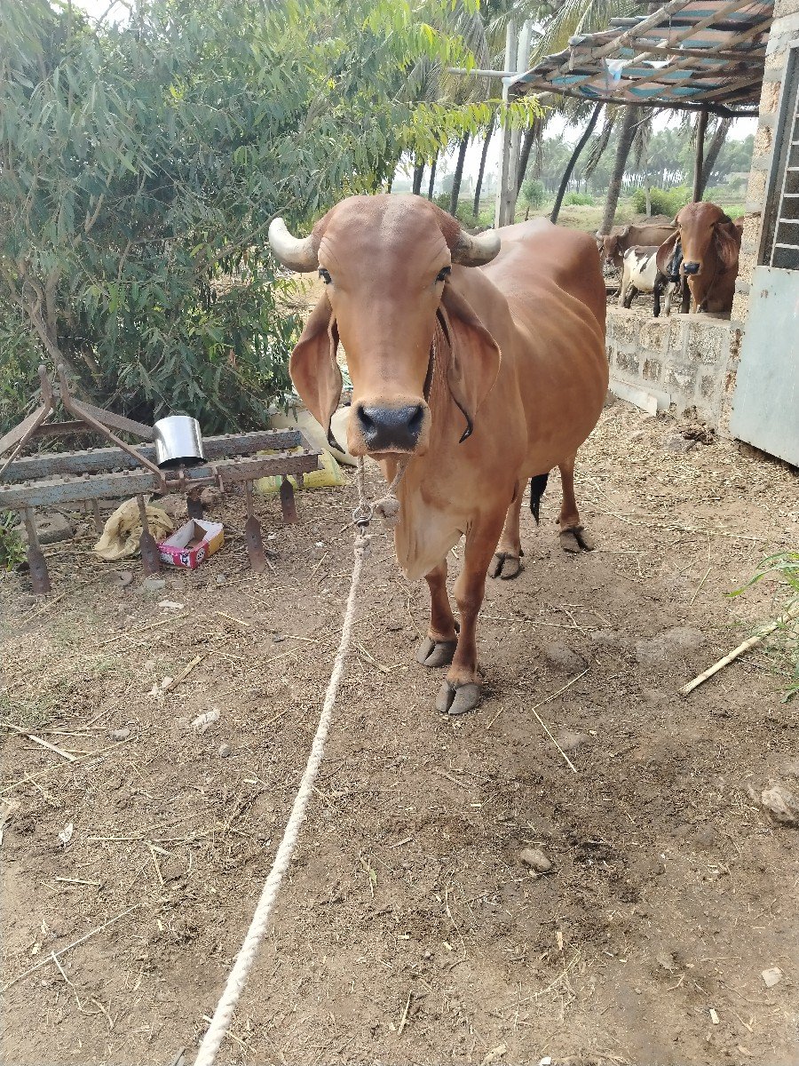 ઓરીજનલ ગીર ગાય વેસવાની છે