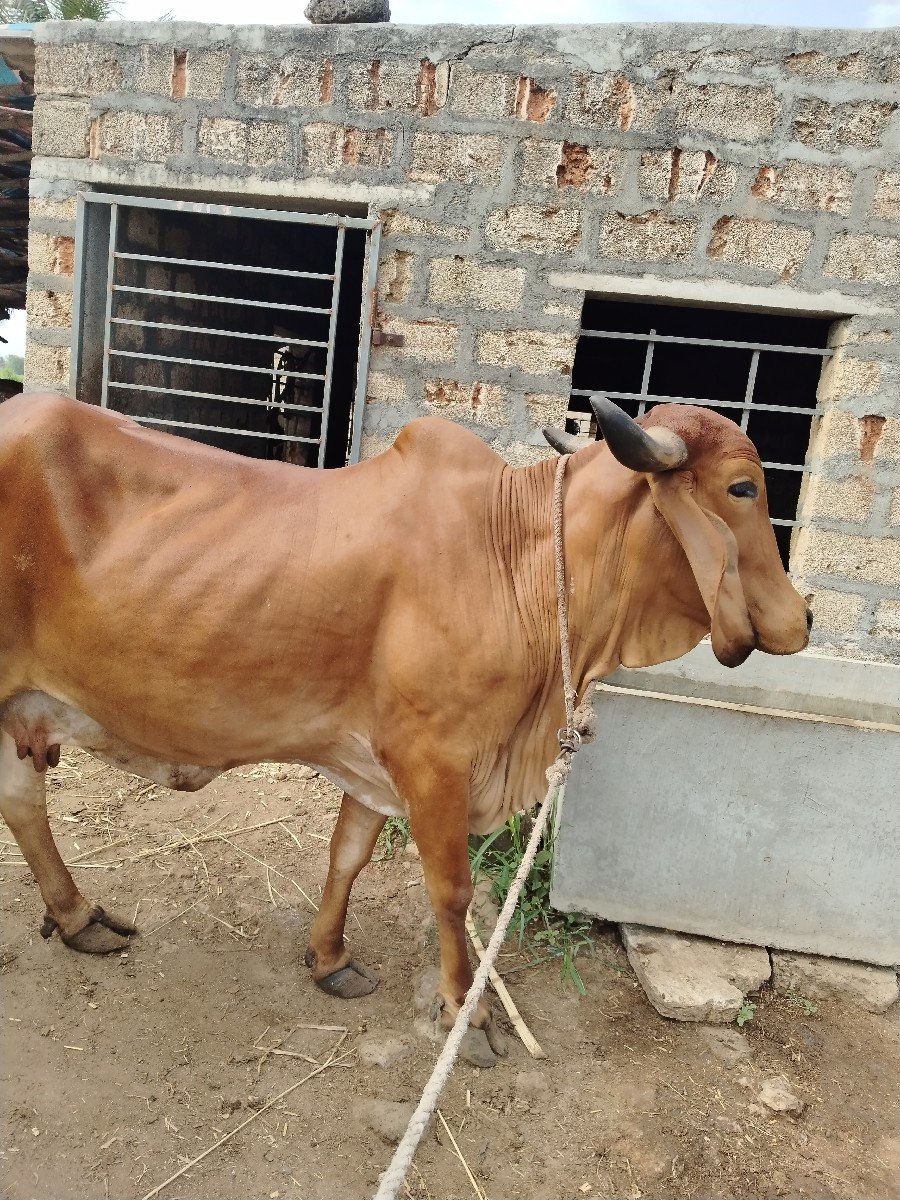 ઓરીજનલ ગીર ગાય વેસવાની છે