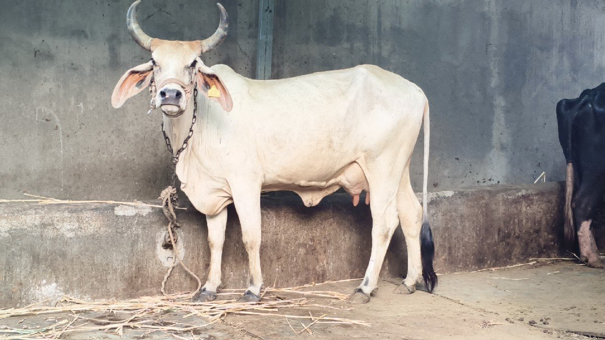 કાંકરેજ ગાય વેચવાની છે