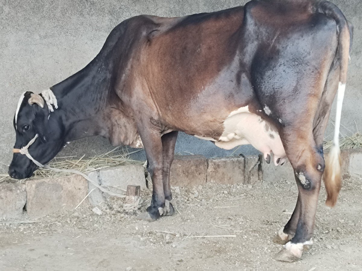 ગાય વેચવાની છે
