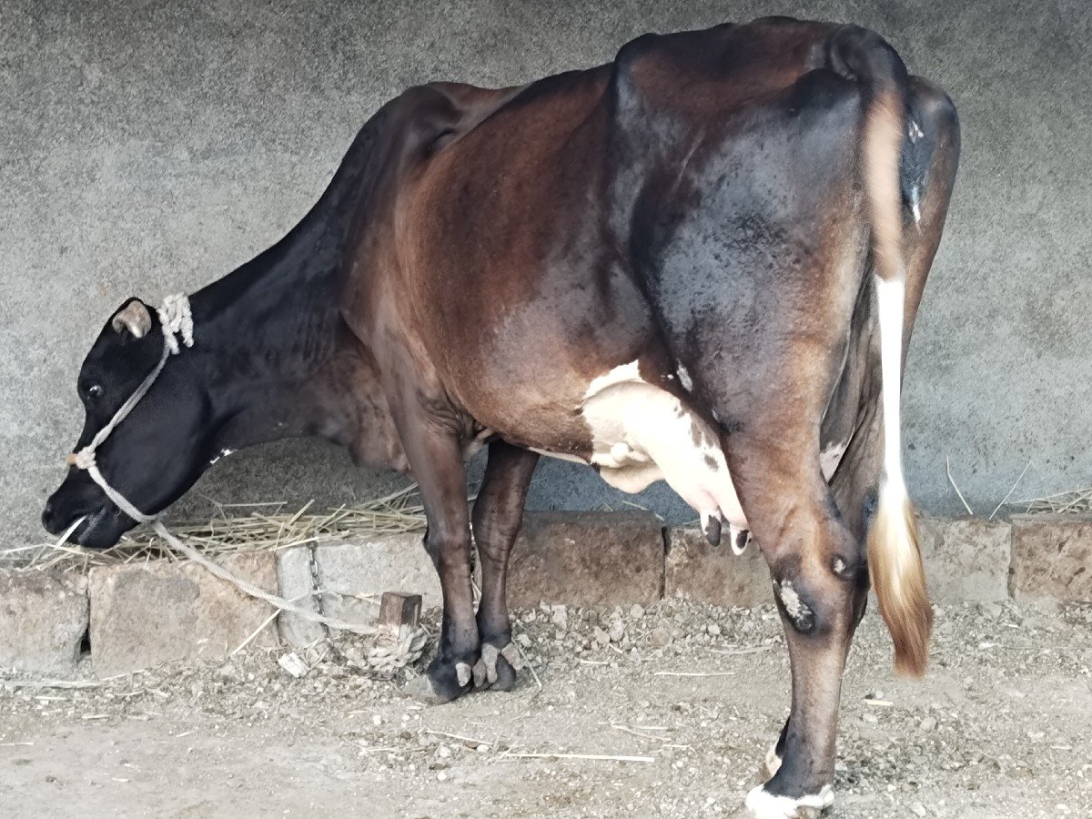 ગાય વેચવાની છે