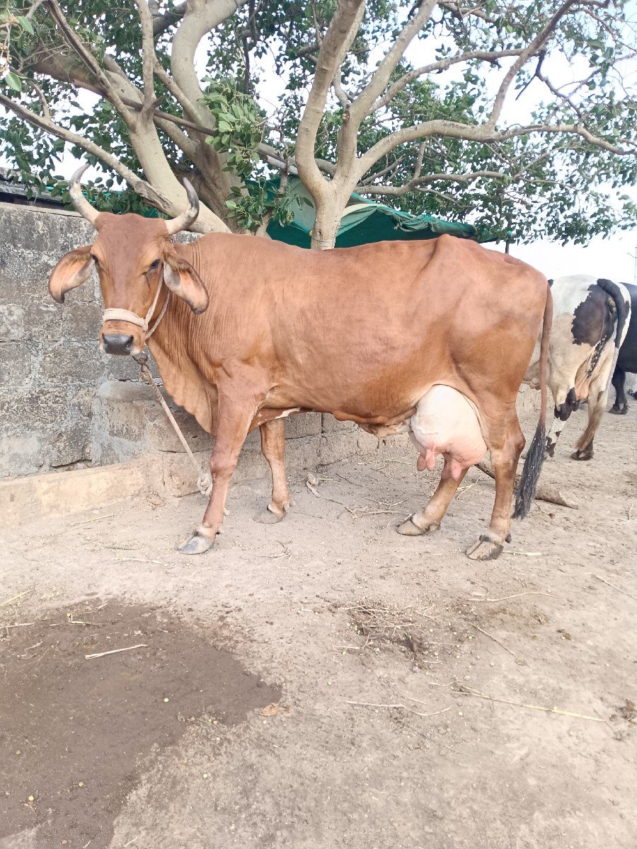 ગીર ક્રોસ ગાય વેશવાની છે