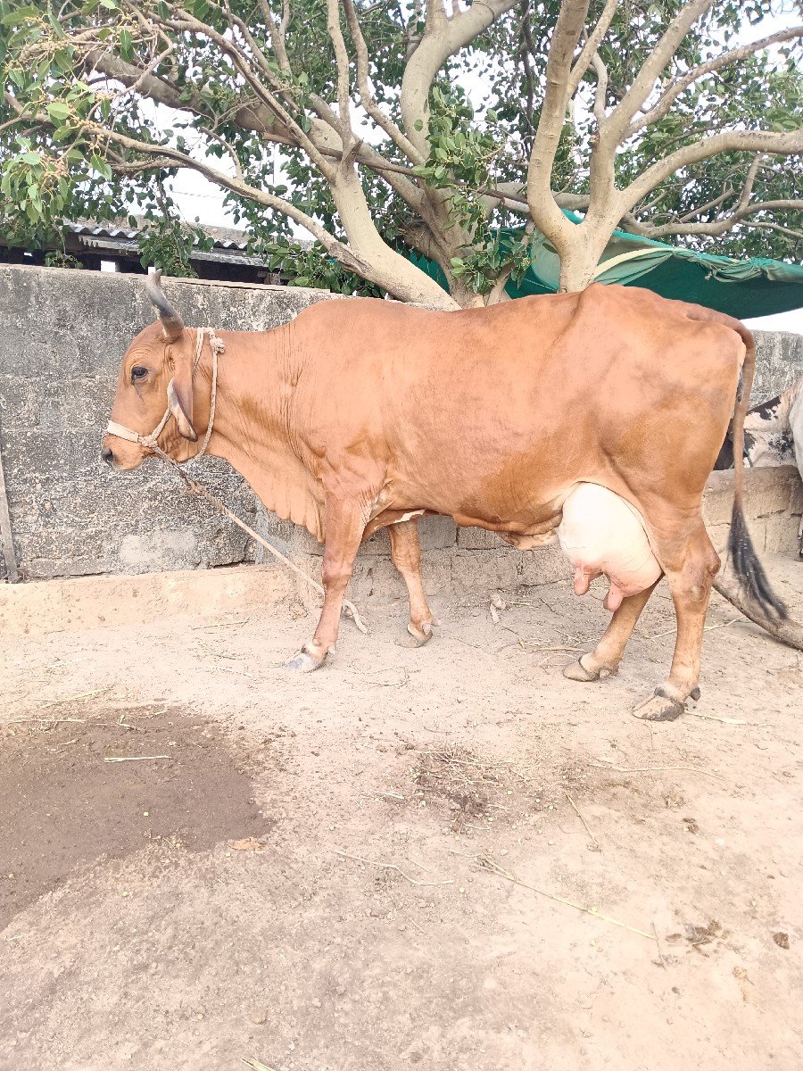 ગીર ક્રોસ ગાય વેશવાની છે