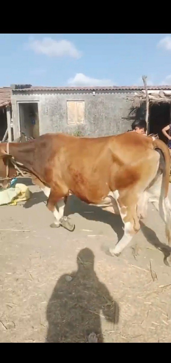 બૈ ગાય દૈવાની છે