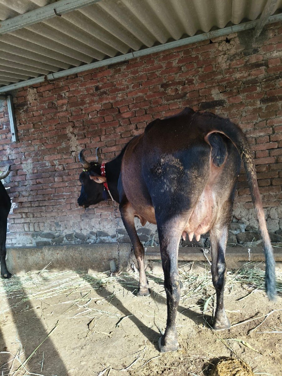 એક ગાભણી વઢીયારી ક્રોસ સાત મહિનાની