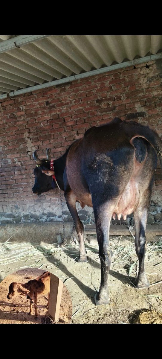 એક ગાભણી વઢીયારી ક્રોસ સાત મહિનાની