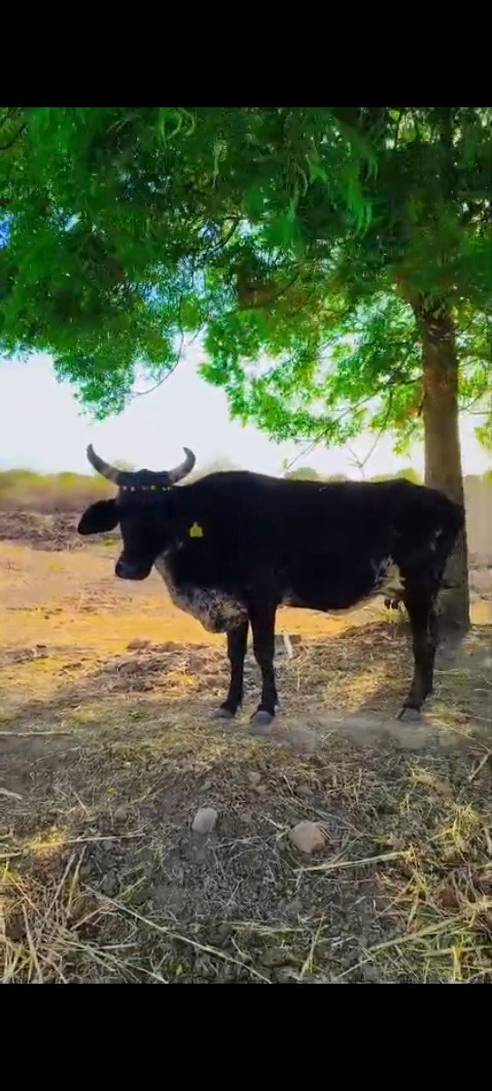 એક ગાભણી વઢીયારી ક્રોસ સાત મહિનાની