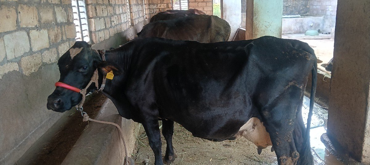 ગાય વેચવાની છે