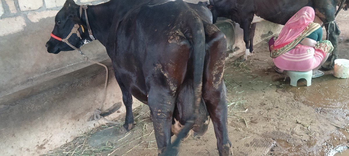 ગાય વેચવાની છે