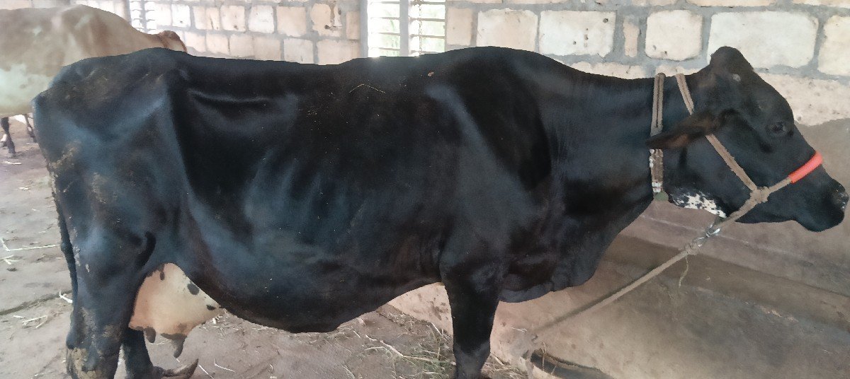ગાય વેચવાની છે