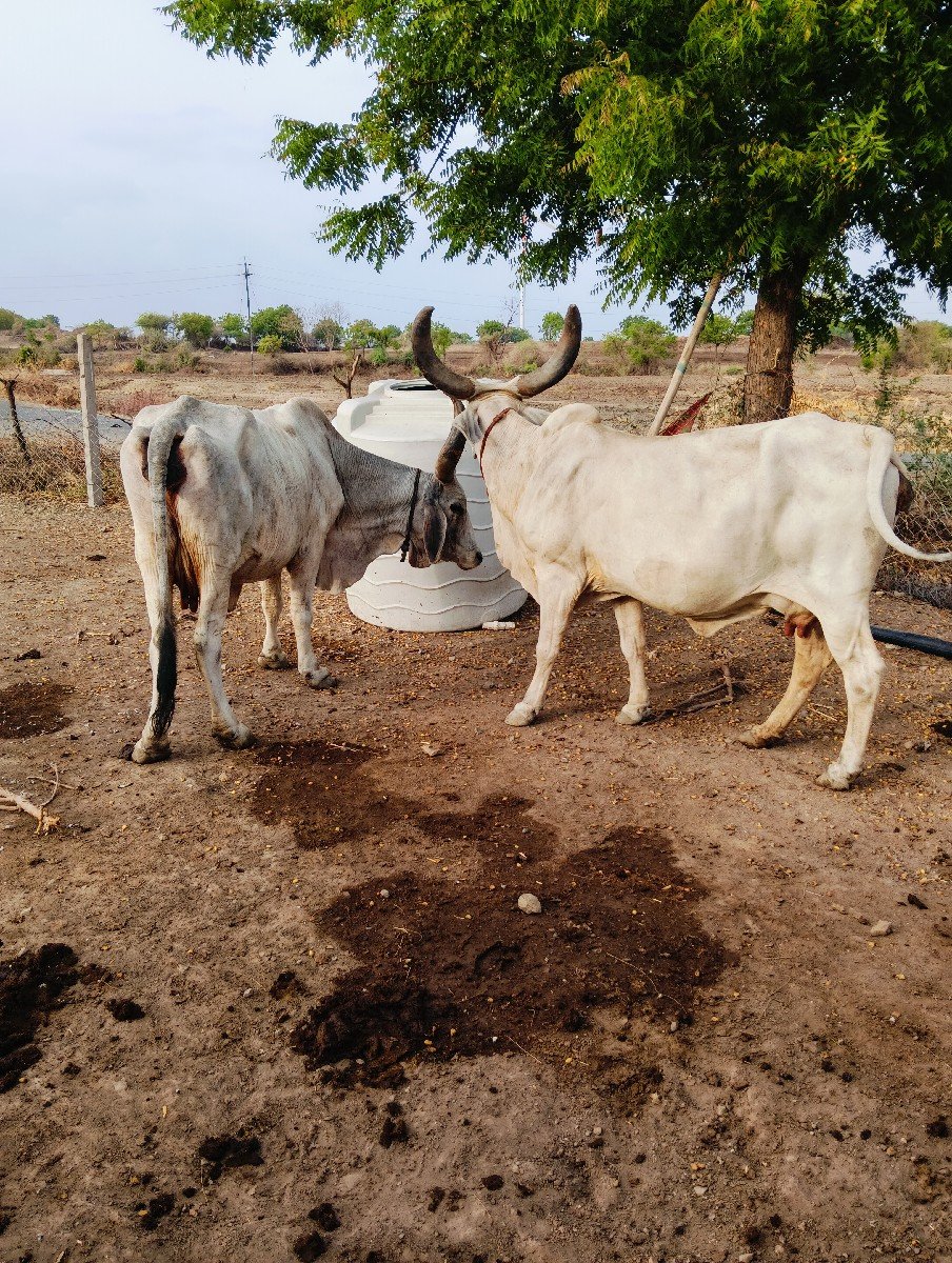 આબેગાયવેસવાનીસે