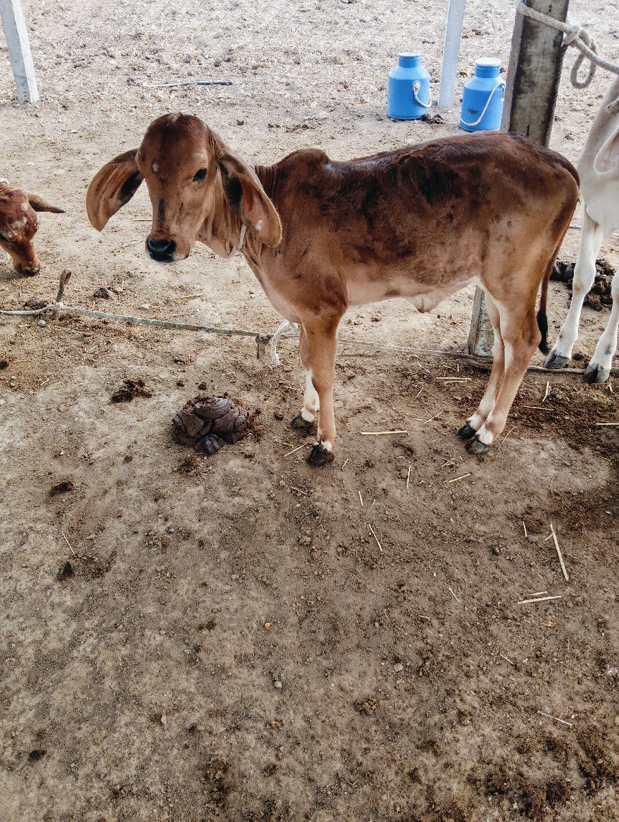આબેગાયવેસવાનીસે