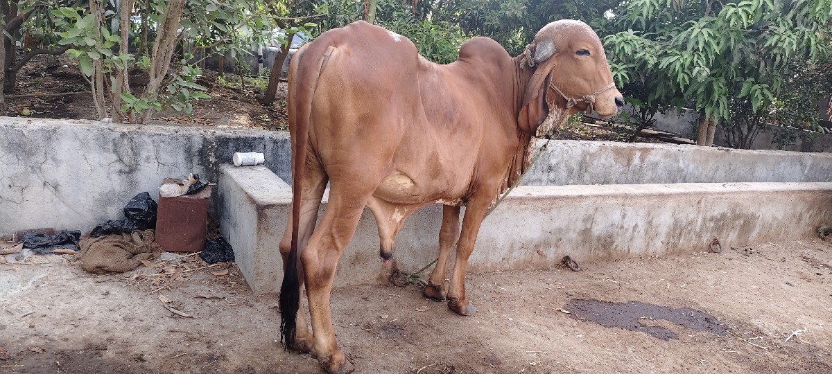 khut devano se