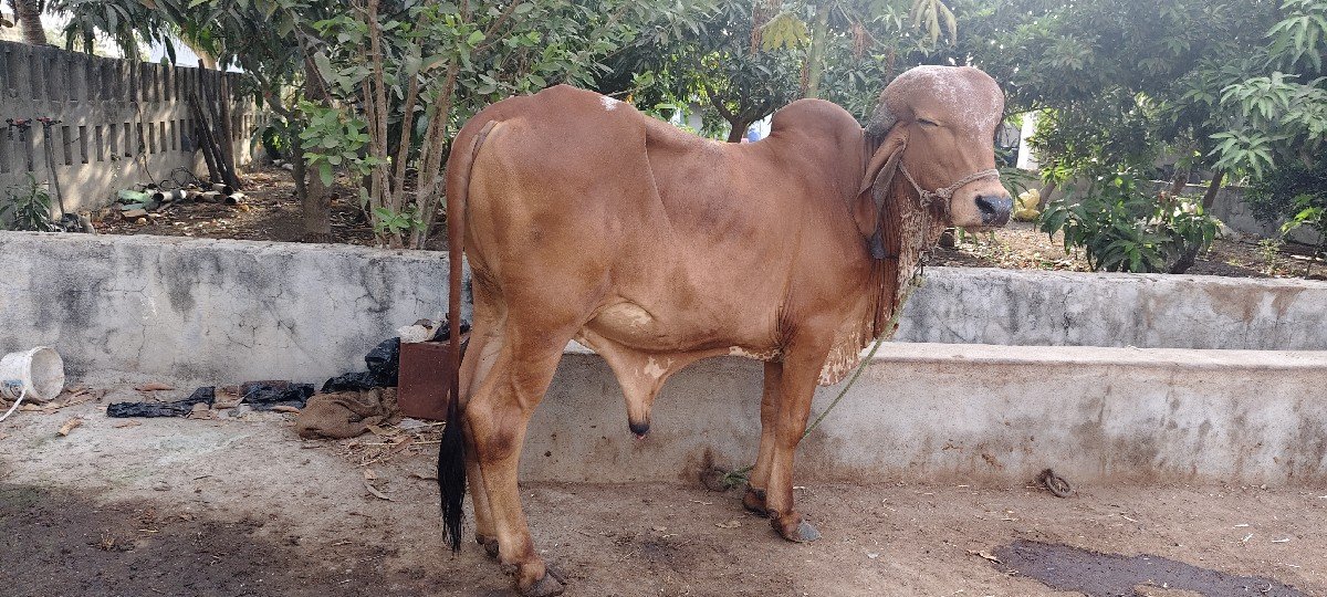 khut devano se