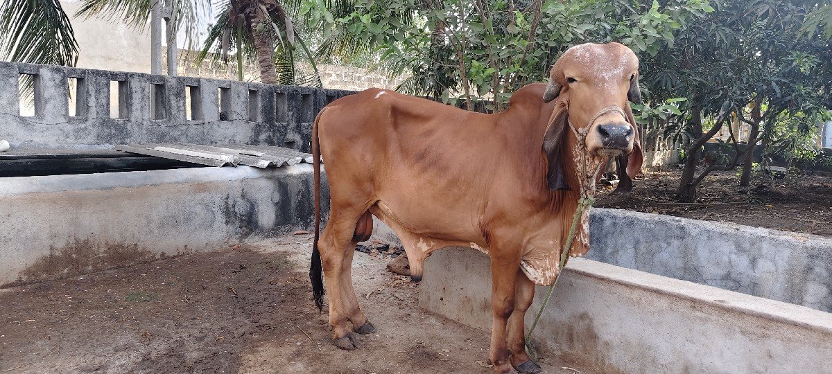khut devano se