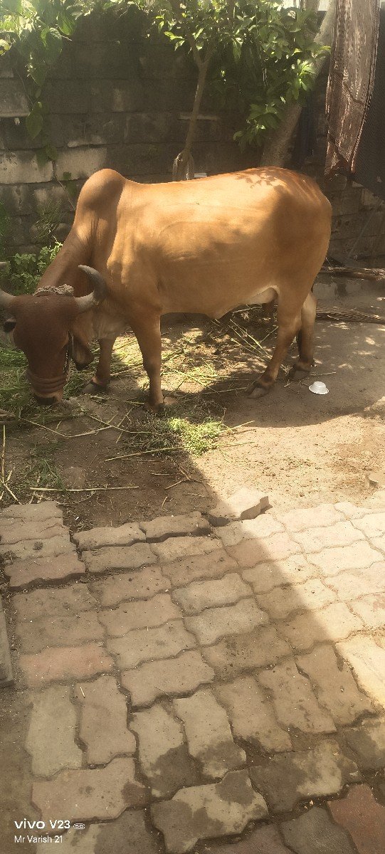 ગાય વેચવાની છે
