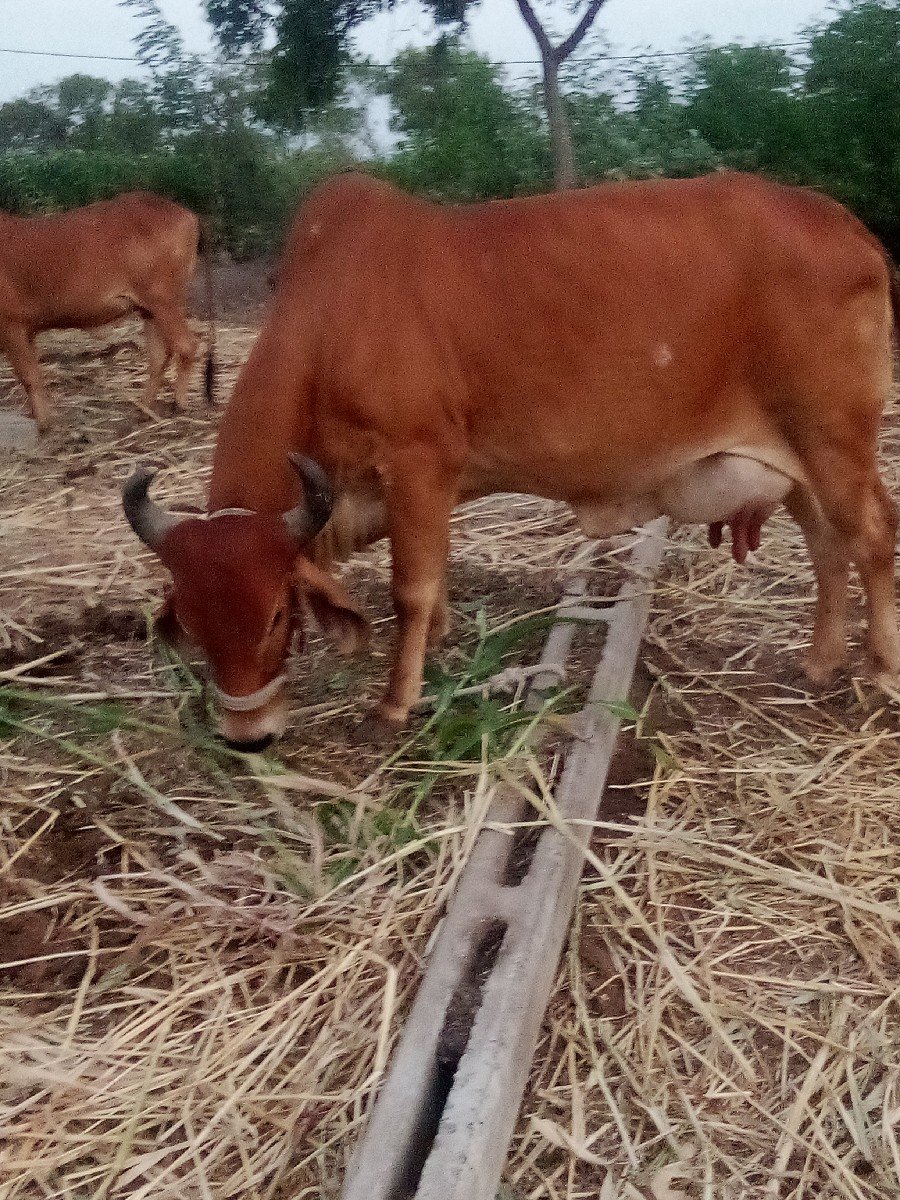 gay vechavani se