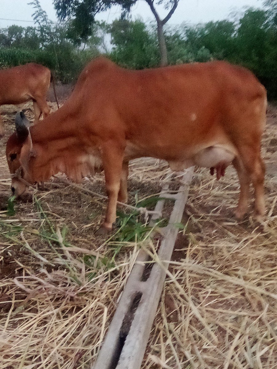 gay vechavani se