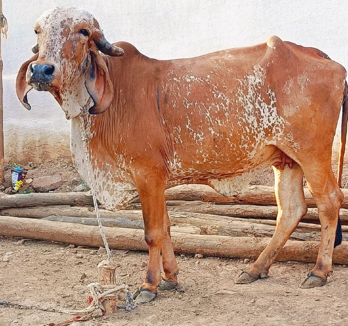 હોડકા વેચવાના છે