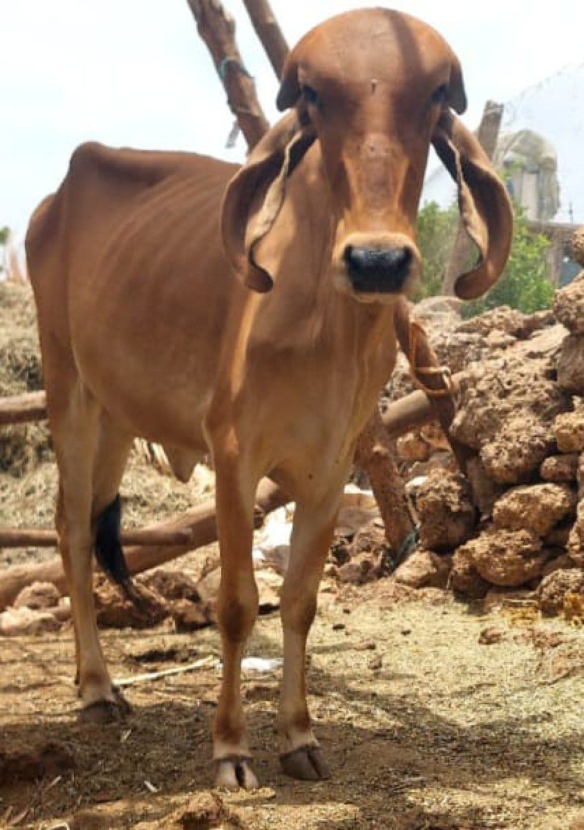 હોડકા વેચવાના છે