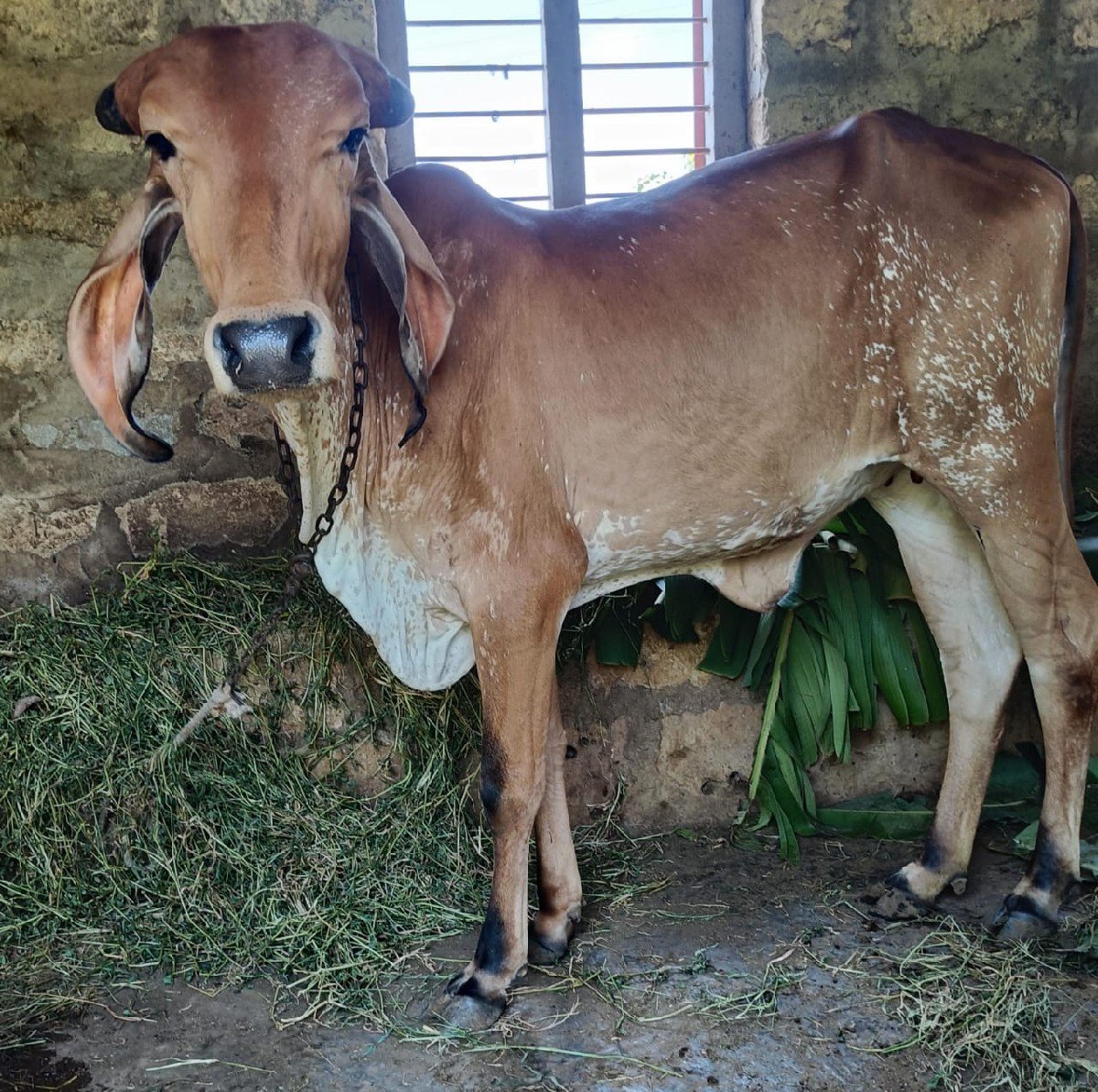 હોડકા વેચવાના છે