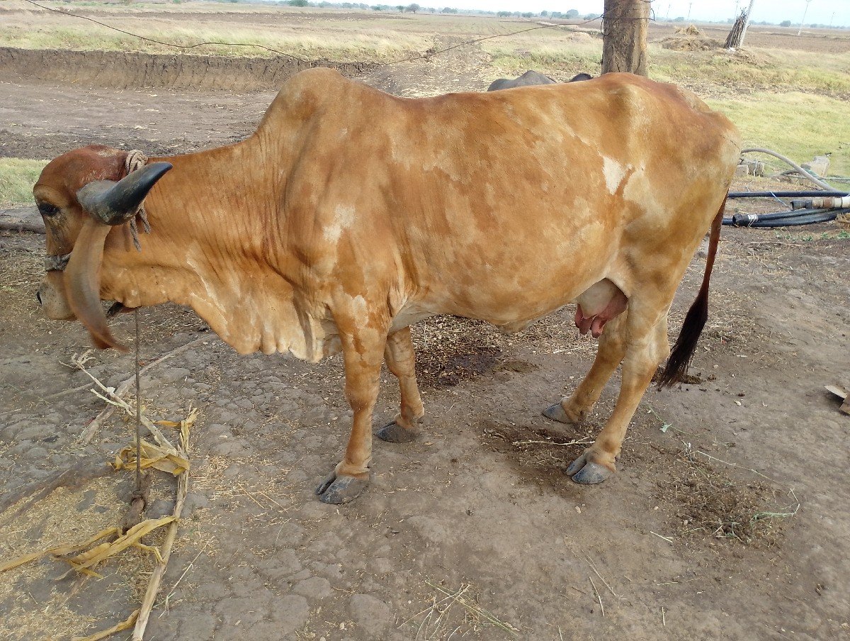 ગીર ગાય વેચવાની છે
