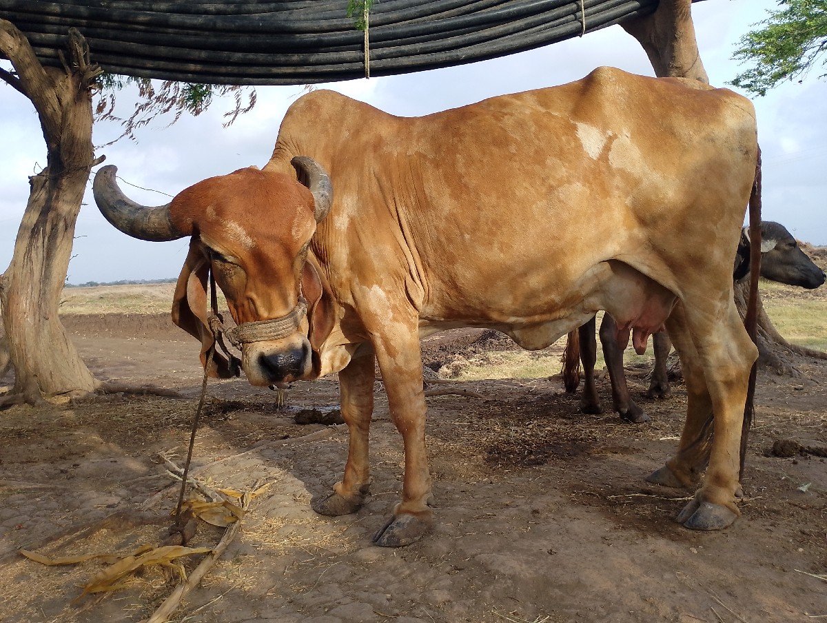 ગીર ગાય વેચવાની છે