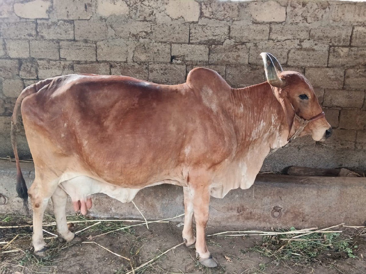 ગાયી vesvani સે