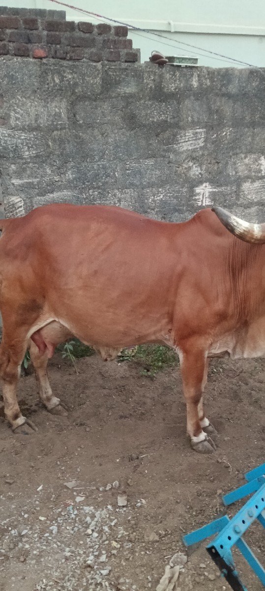 દેશી ગીર ગાય