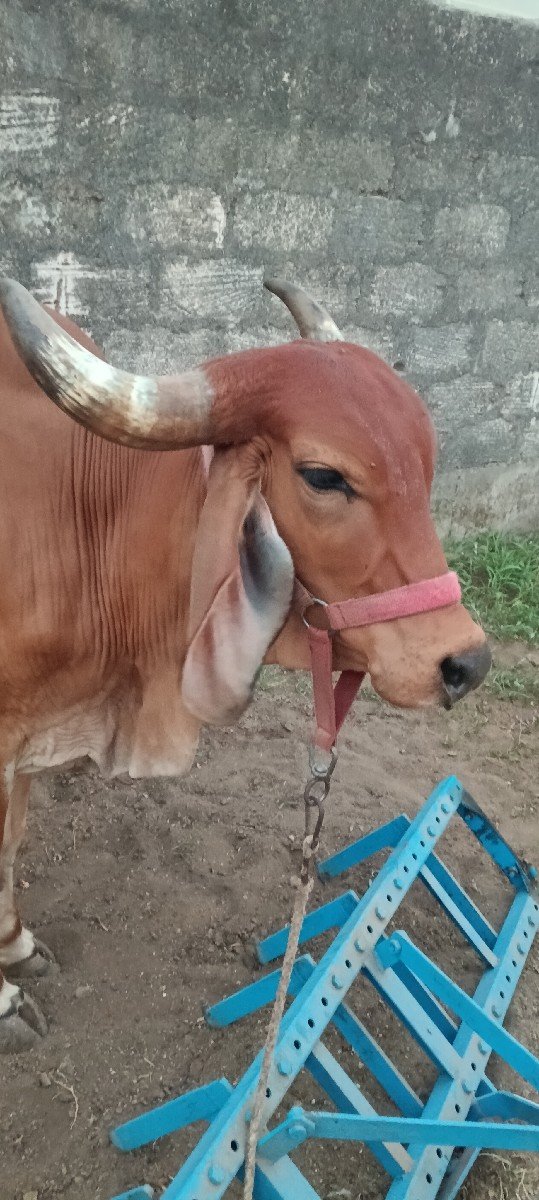 દેશી ગીર ગાય