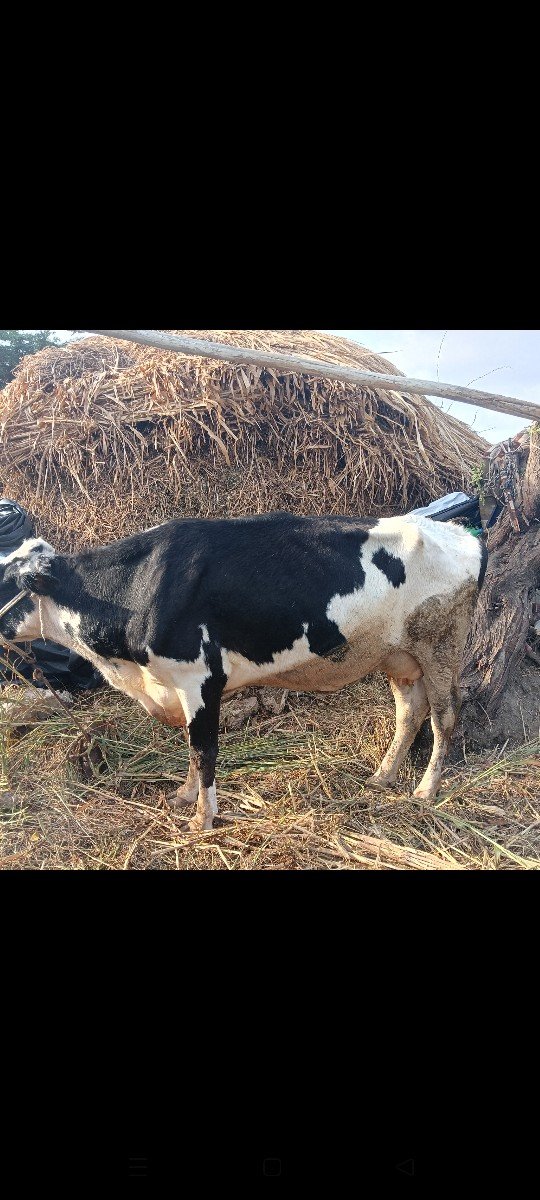 સારી સારી ગાય બહુ ઓછી છે