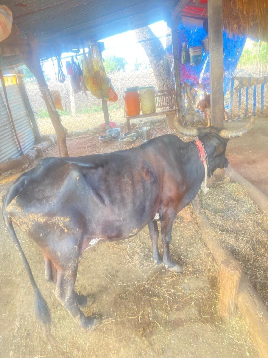આ ગાય વેચવાની છે ક્રોસ છે