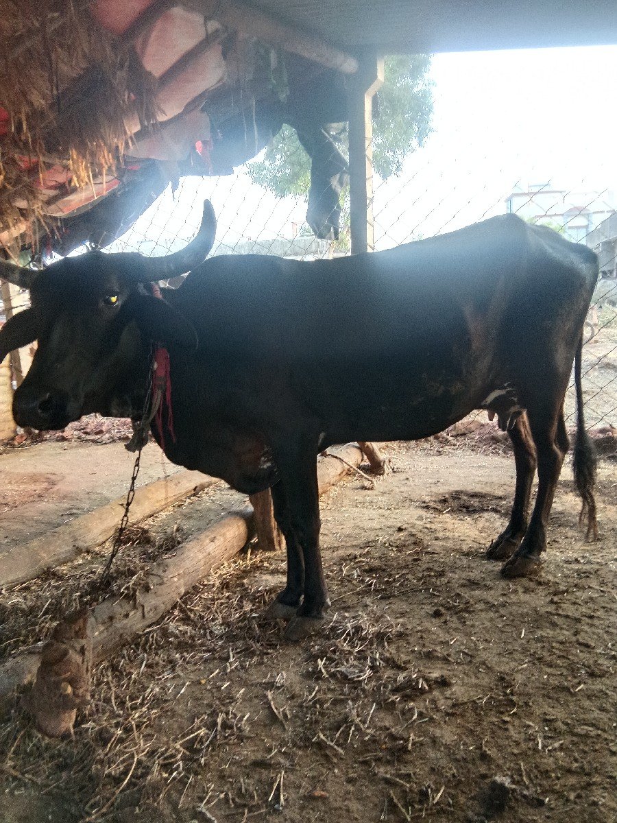 આ ગાય વેચવાની છે ક્રોસ છે